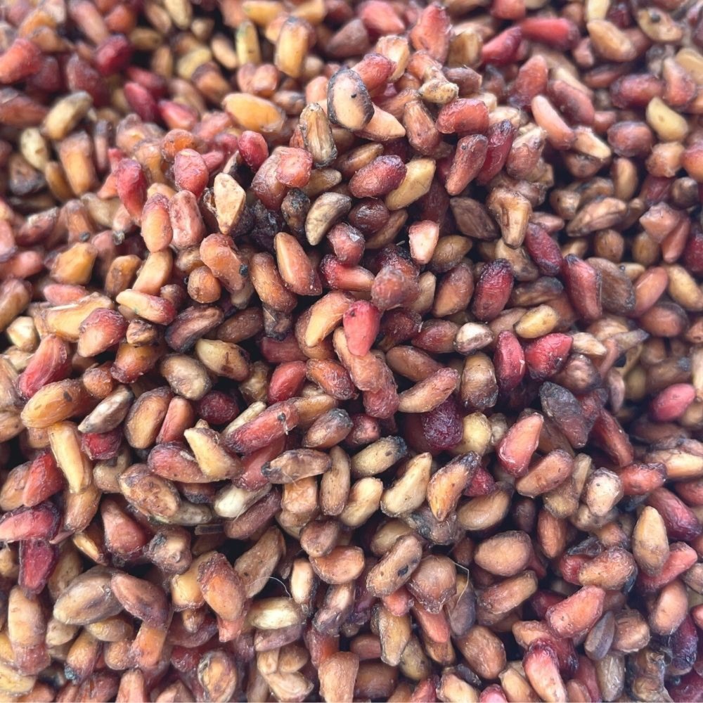Pomogranate Seeds