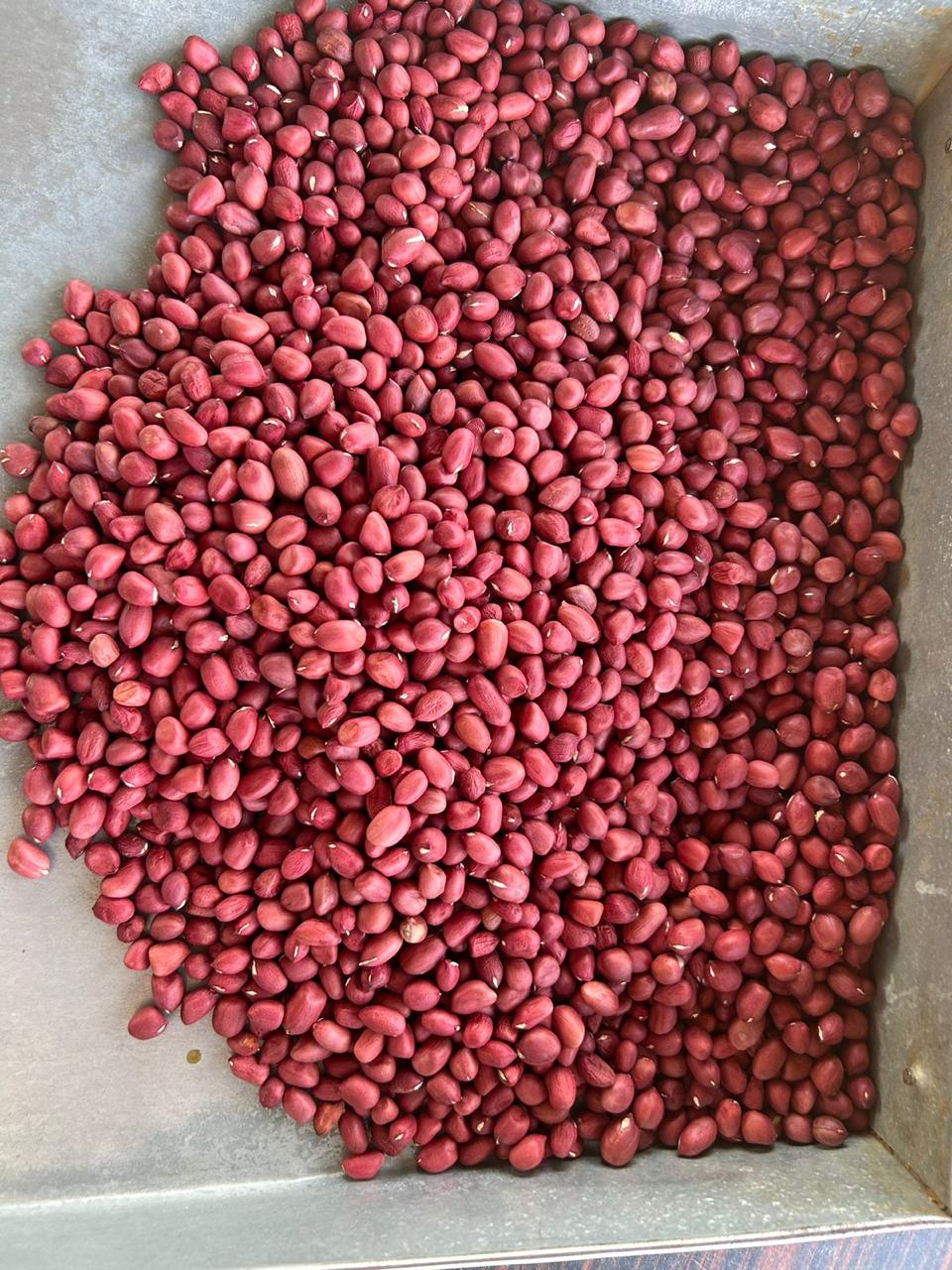 Groundnut Red Seed