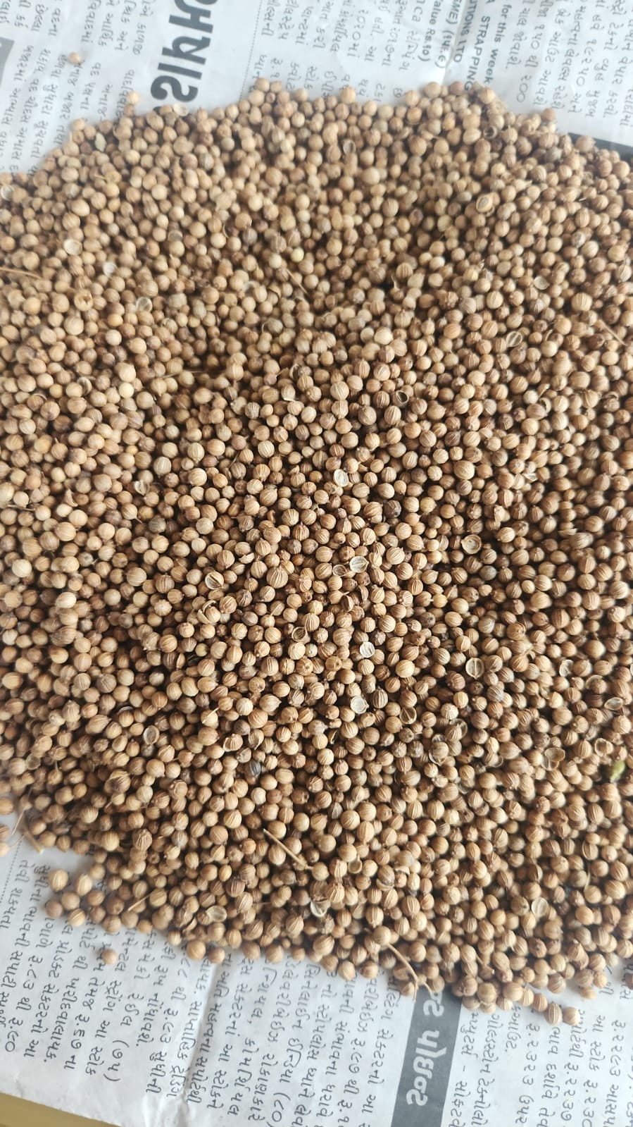 Coriander seeds
