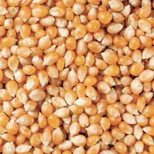 Popcorn maize