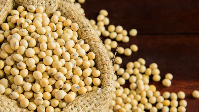 Soya Bean