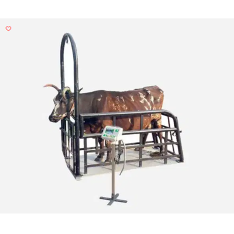 Cow Weighing Machine
