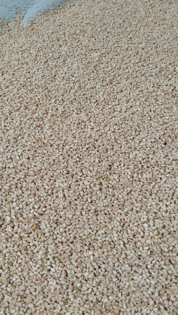 Natural Sesame seed