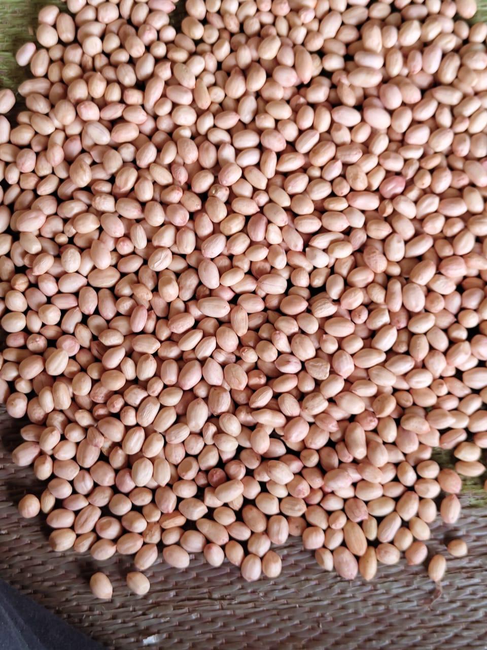 Indian Groundnut Kernels